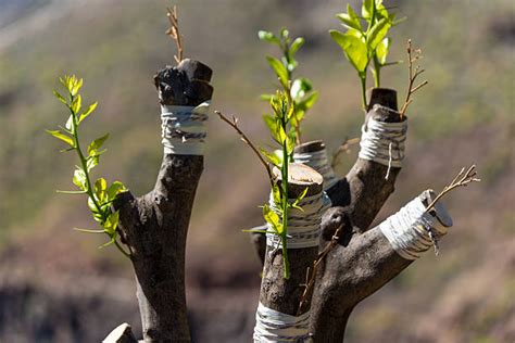 Grafting olive trees in israel